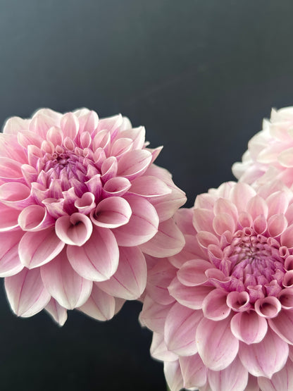 Dahlia Tuber: Aporo Road Strawberry