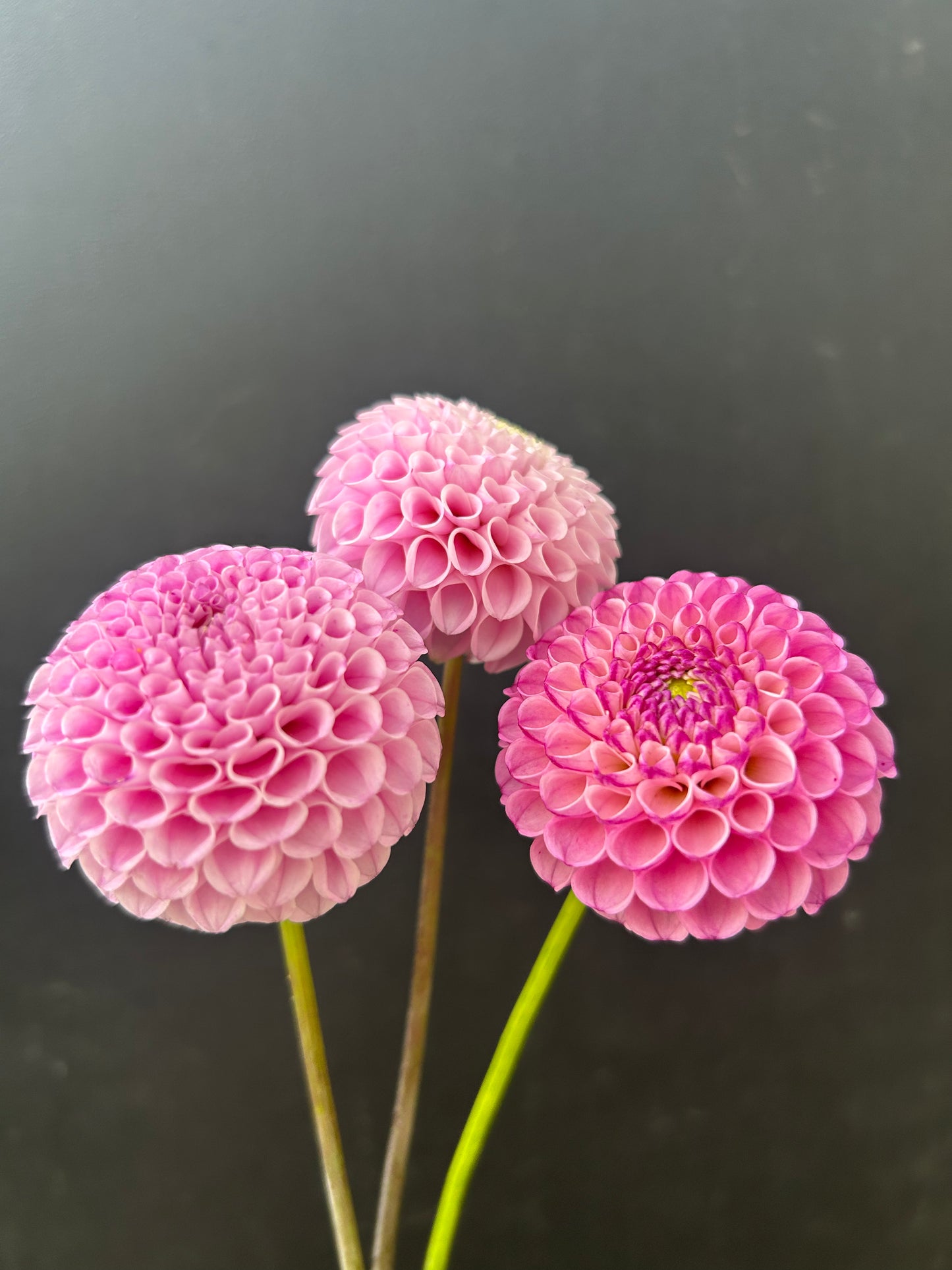 Dahlia Tuber: Zippity Do Dah