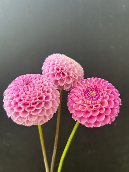 Dahlia Tuber: Zippity Do Dah