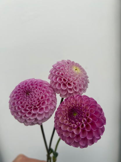 Dahlia Tuber: Zippity Do Dah