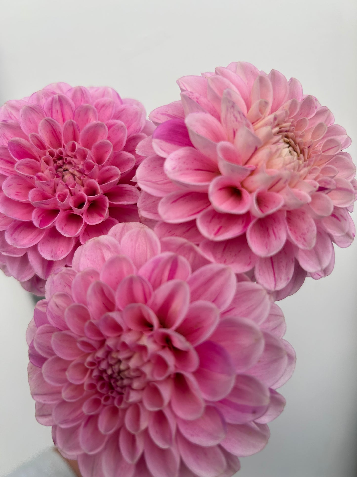 Dahlia Tuber: Wizard of Oz Fleck