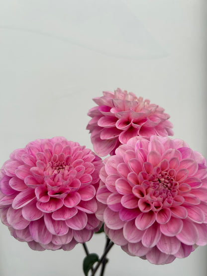 Dahlia Tuber: Wizard of Oz Fleck