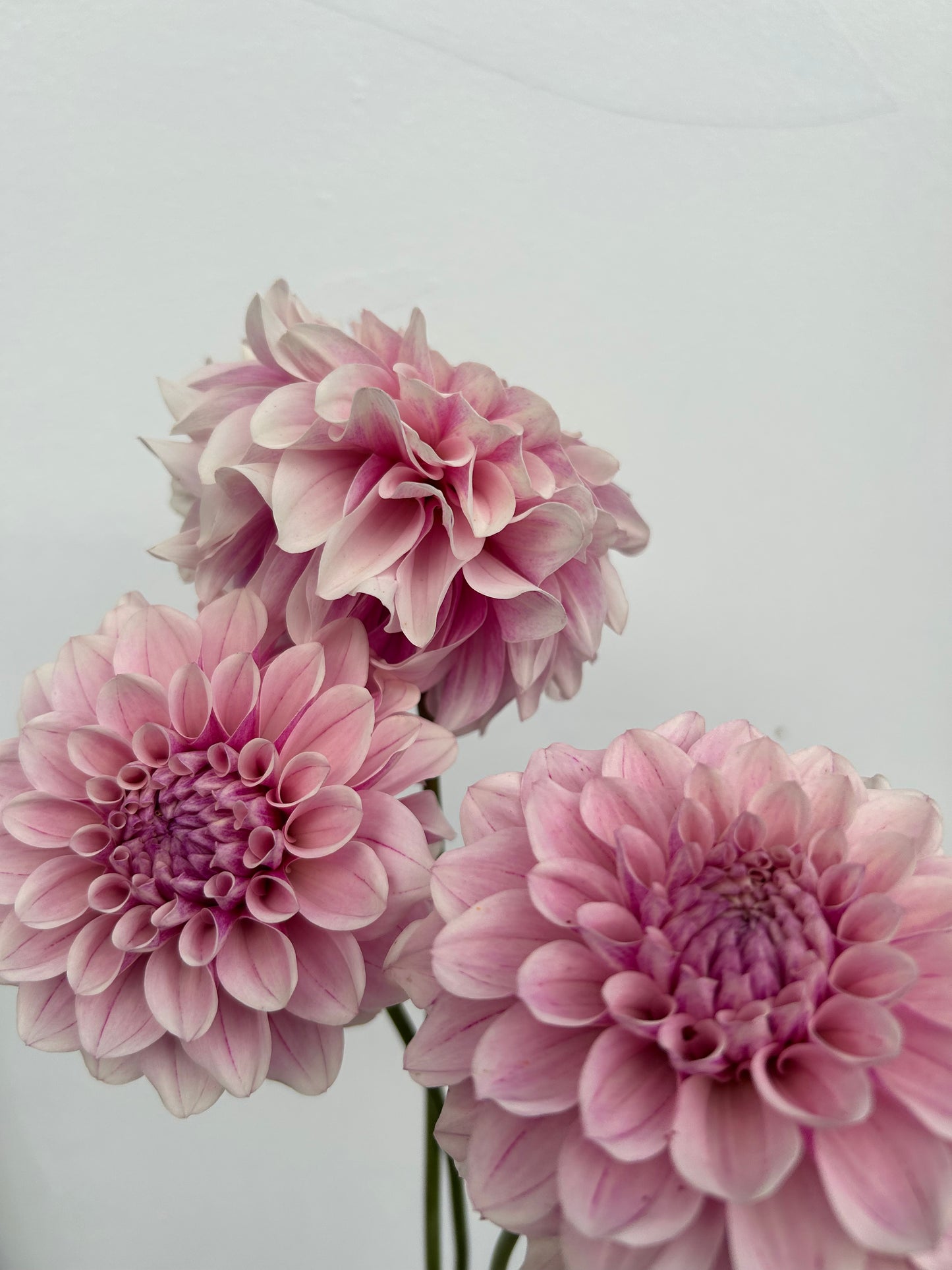 Dahlia Tuber: Aporo Road Strawberry