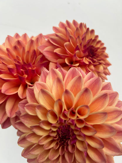 Dahlia Tuber: JCs Afterglow