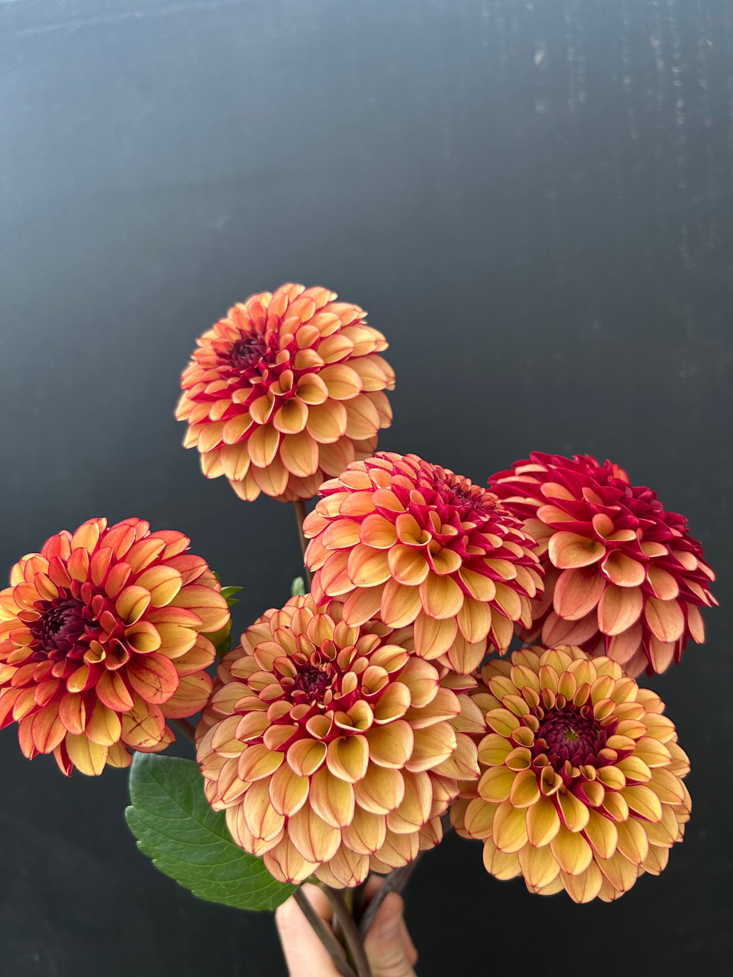 Dahlia Tuber: High Fidelity