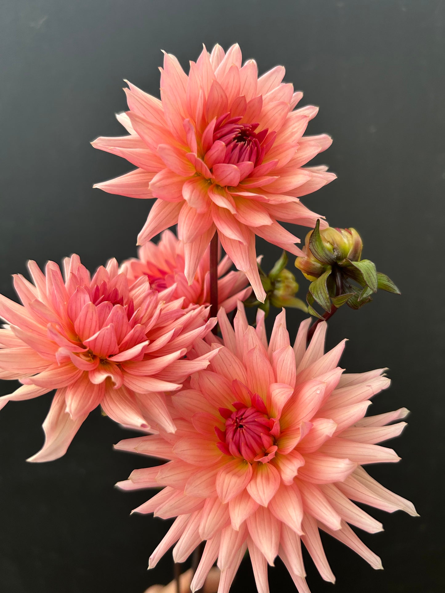 Dahlia Tuber: Preference