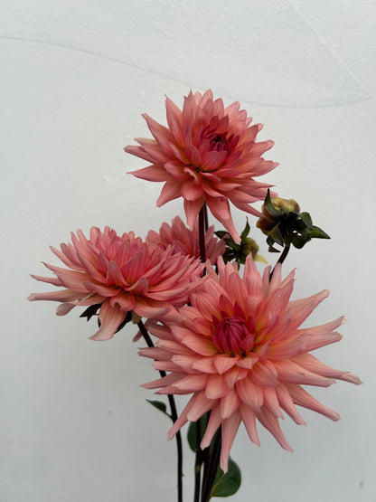 Dahlia Tuber: Preference