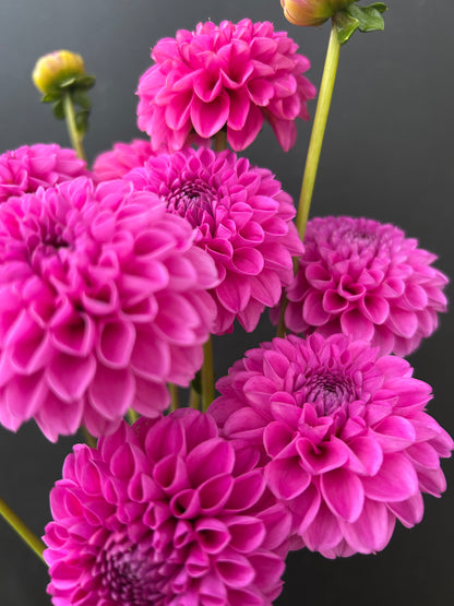 Dahlia Tuber: Marys Jomanda