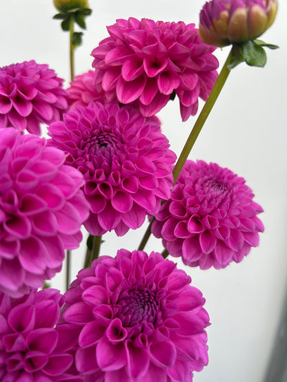 Dahlia Tuber: Marys Jomanda