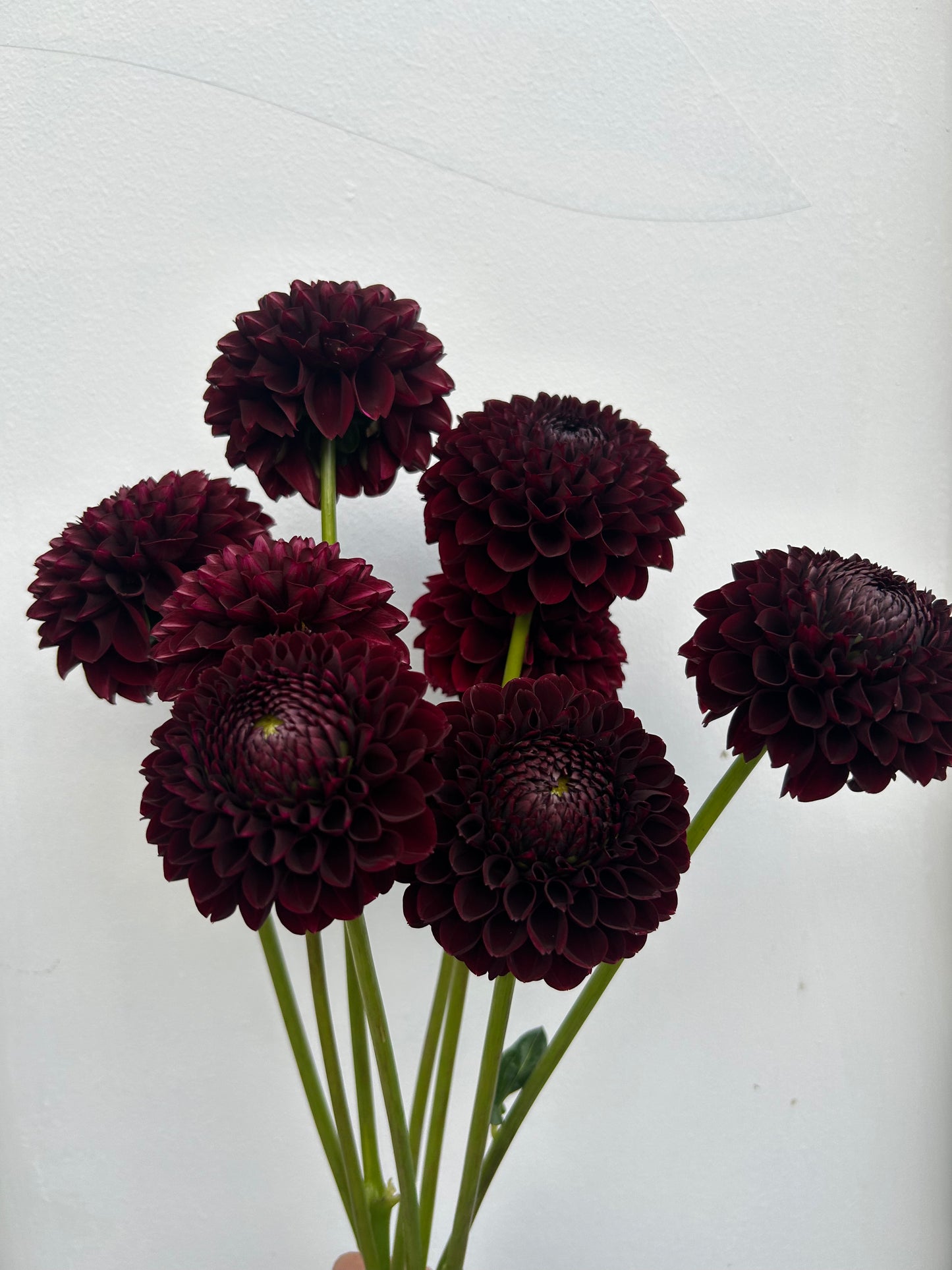Dahlia Tuber: Jowey Mirella