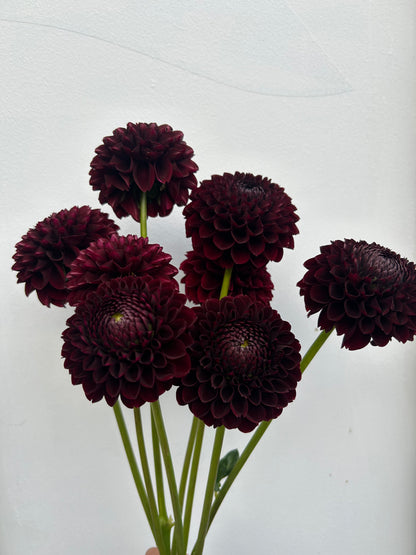 Dahlia Tuber: Jowey Mirella