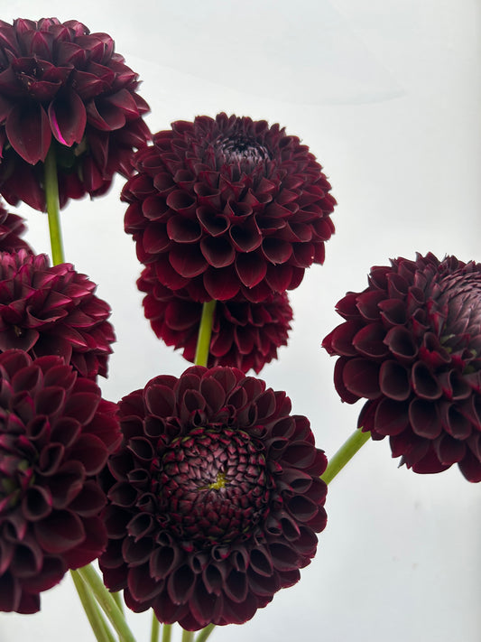 Dahlia Tuber: Jowey Mirella