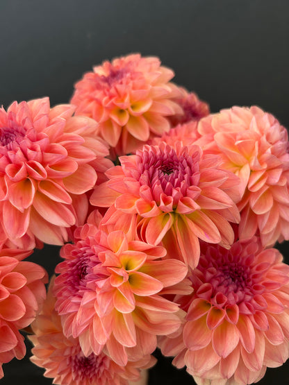Dahlia Tuber: Sebastian