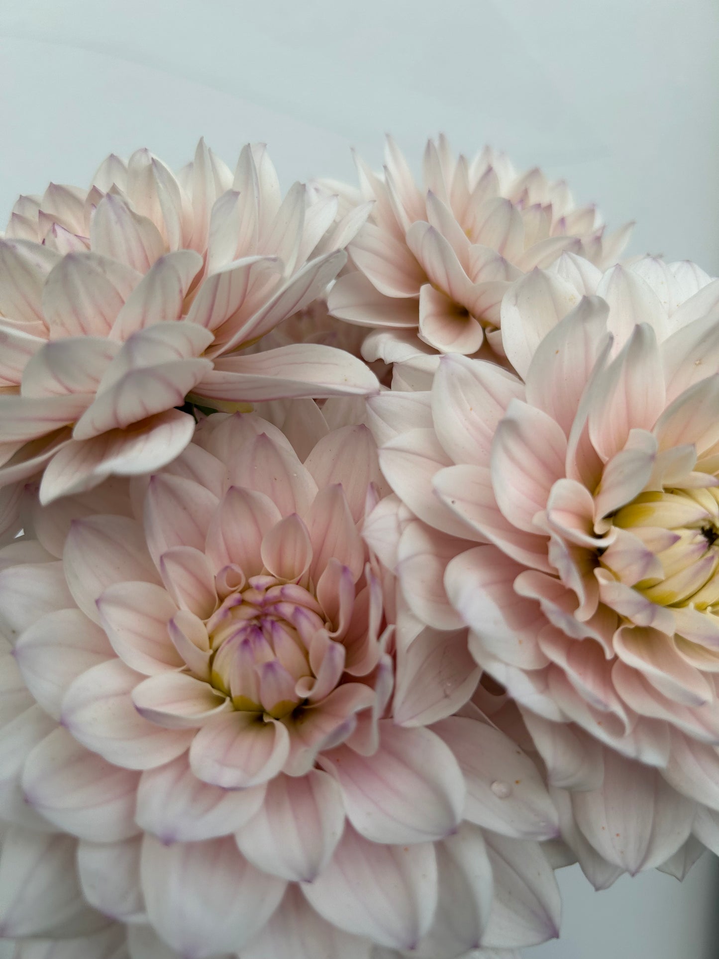 Dahlia Tuber: Silver Years