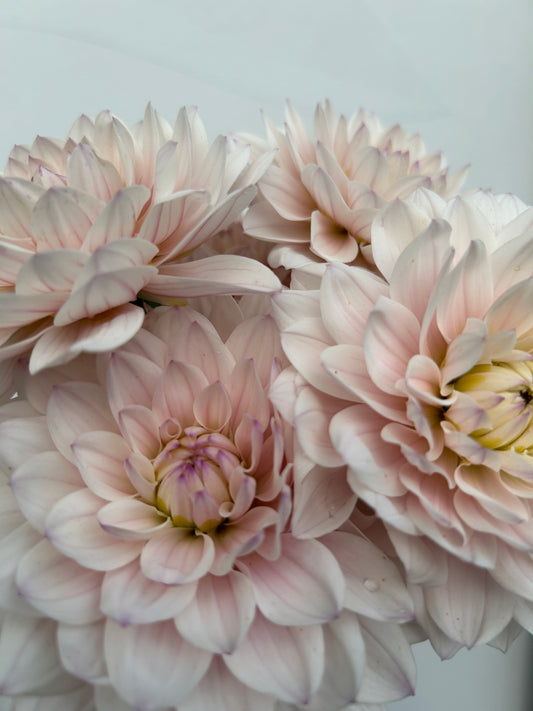 Dahlia Tuber: Silver Years