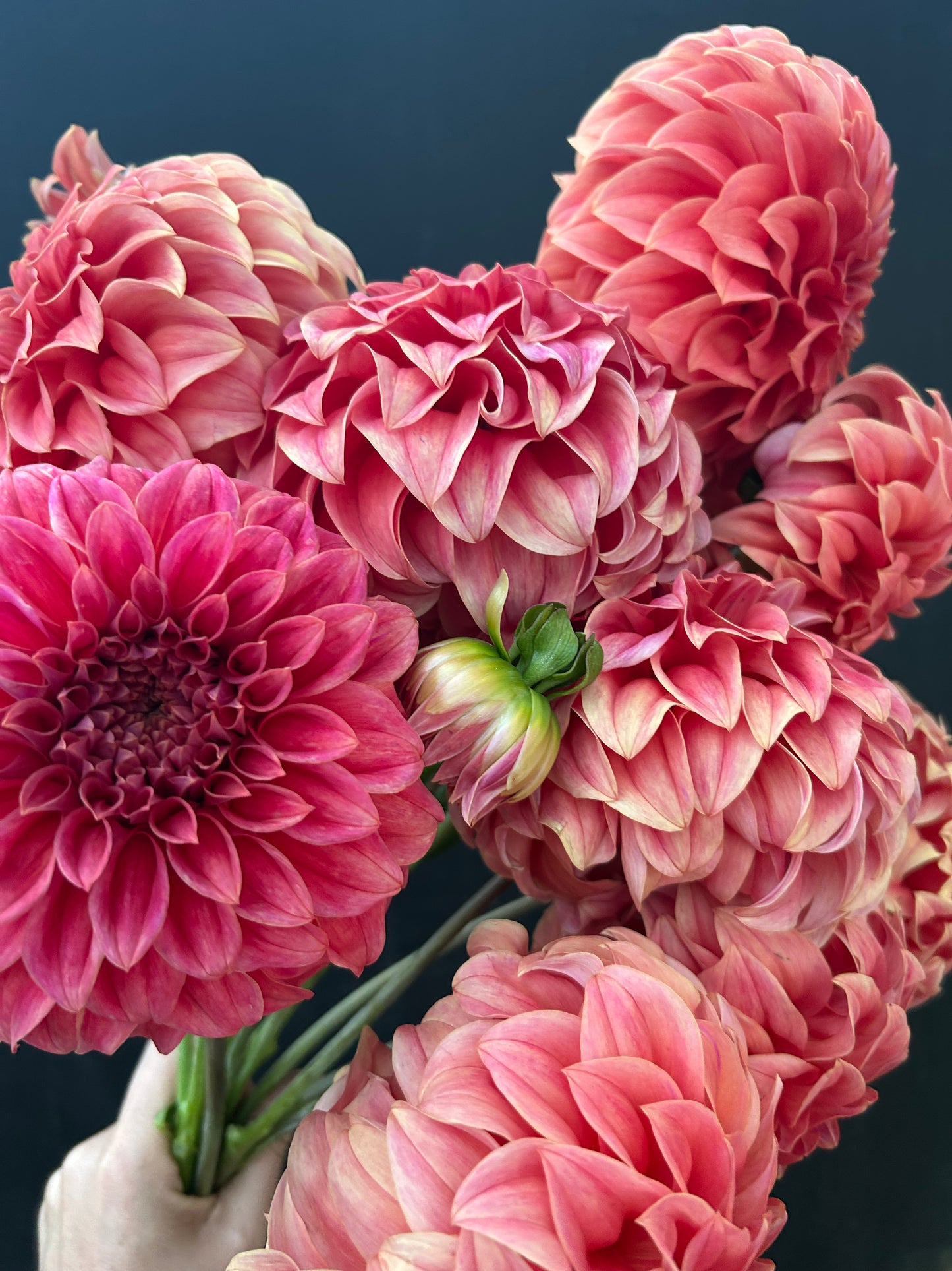 Dahlia Tuber: Sylvia Craig Hunter