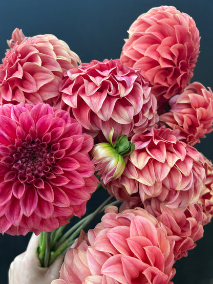 Dahlia Tuber: Sylvia Craig Hunter