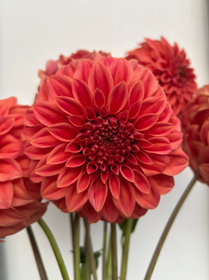 Dahlia Tuber: Sylvia Craig Hunter