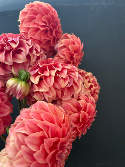 Dahlia Tuber: Sylvia Craig Hunter
