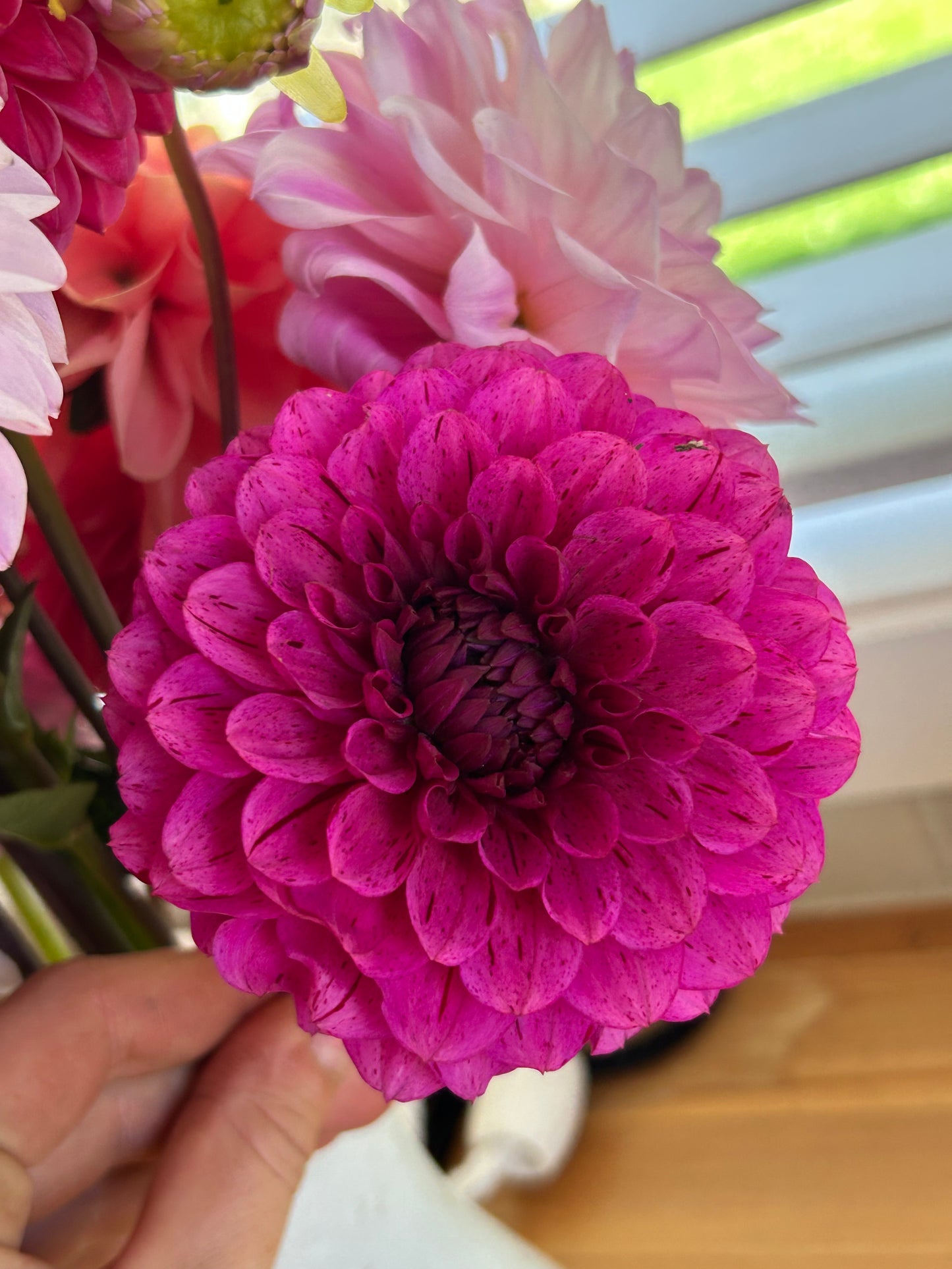 Dahlia Tuber: Laughing Lizzy