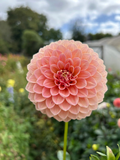 Dahlia Tuber: Nat G