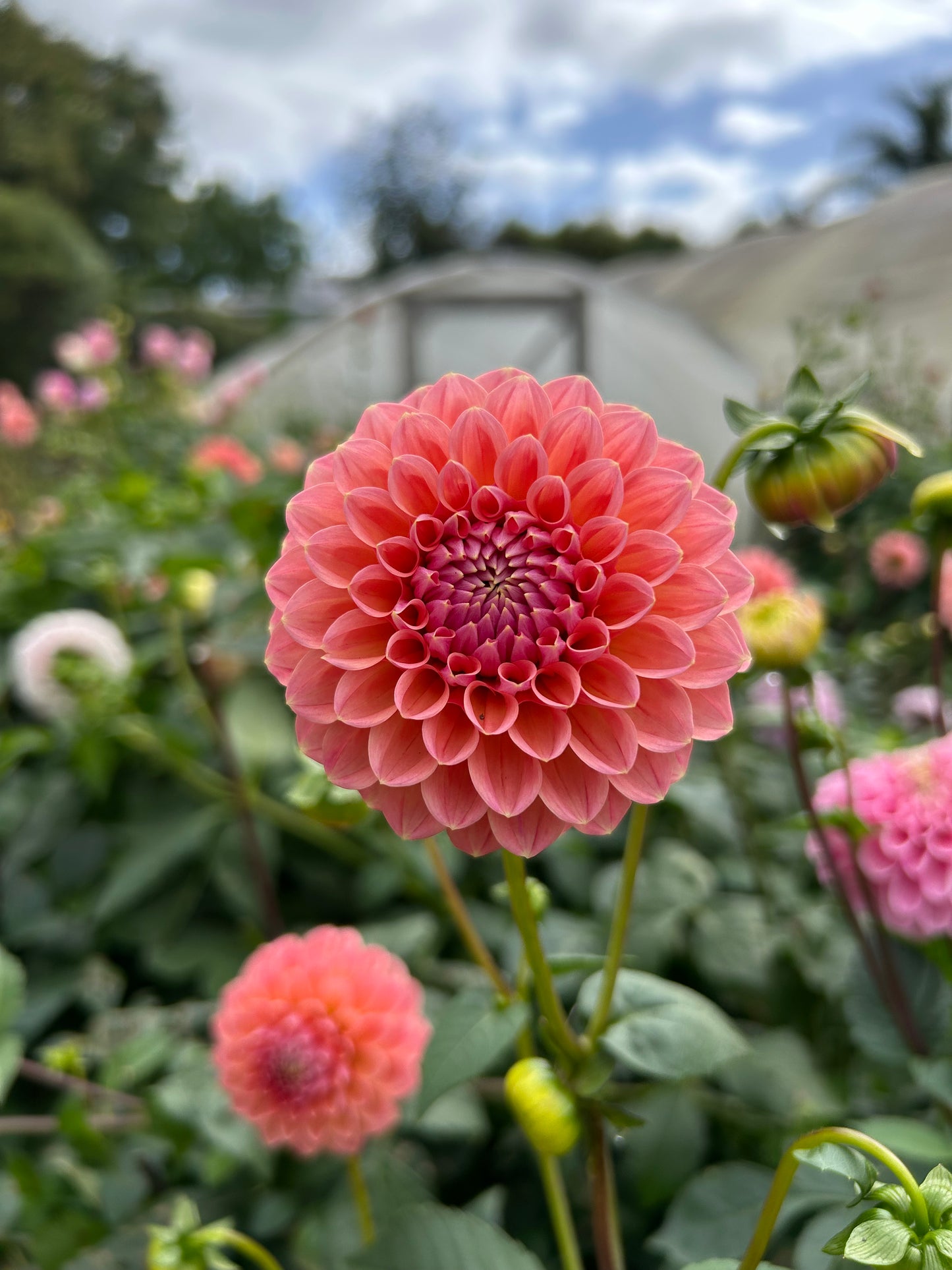 Dahlia Tuber: Nat G