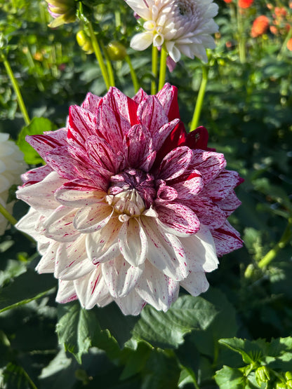 Dahlia Tuber: Fern Ridge Painted Lady