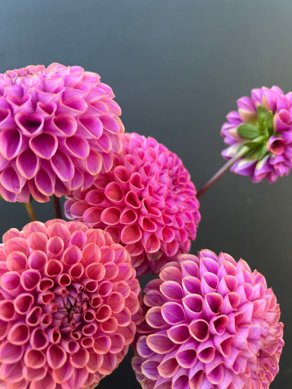 Dahlia Tuber: Isabel