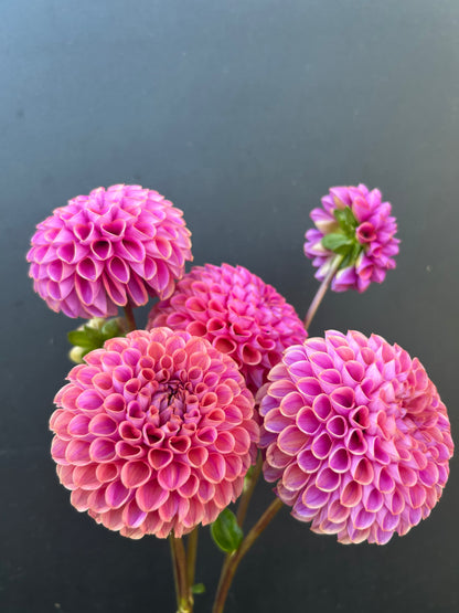 Dahlia Tuber: Isabel