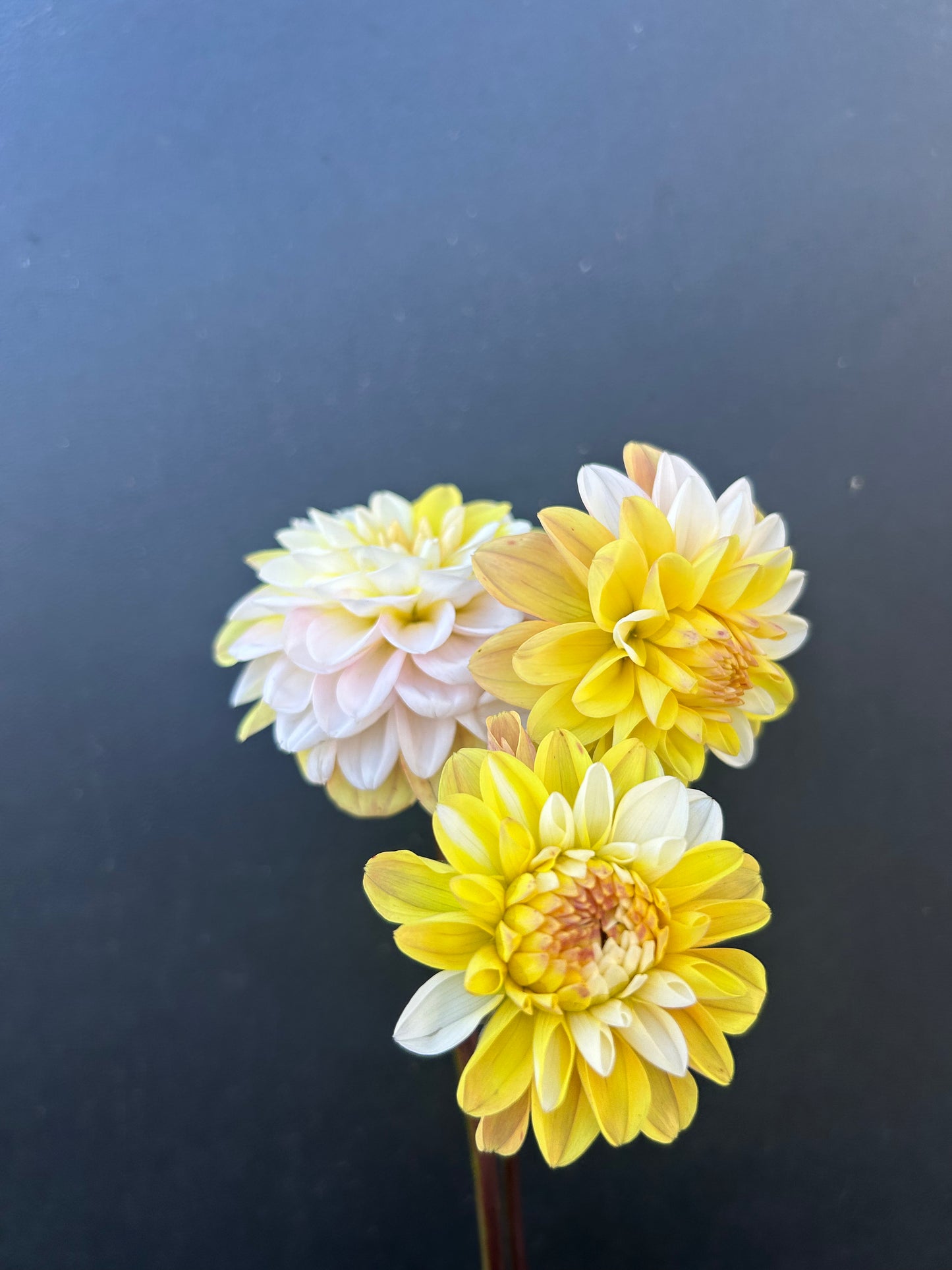 Dahlia Tuber: Double Jill