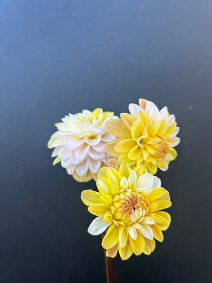 Dahlia Tuber: Double Jill