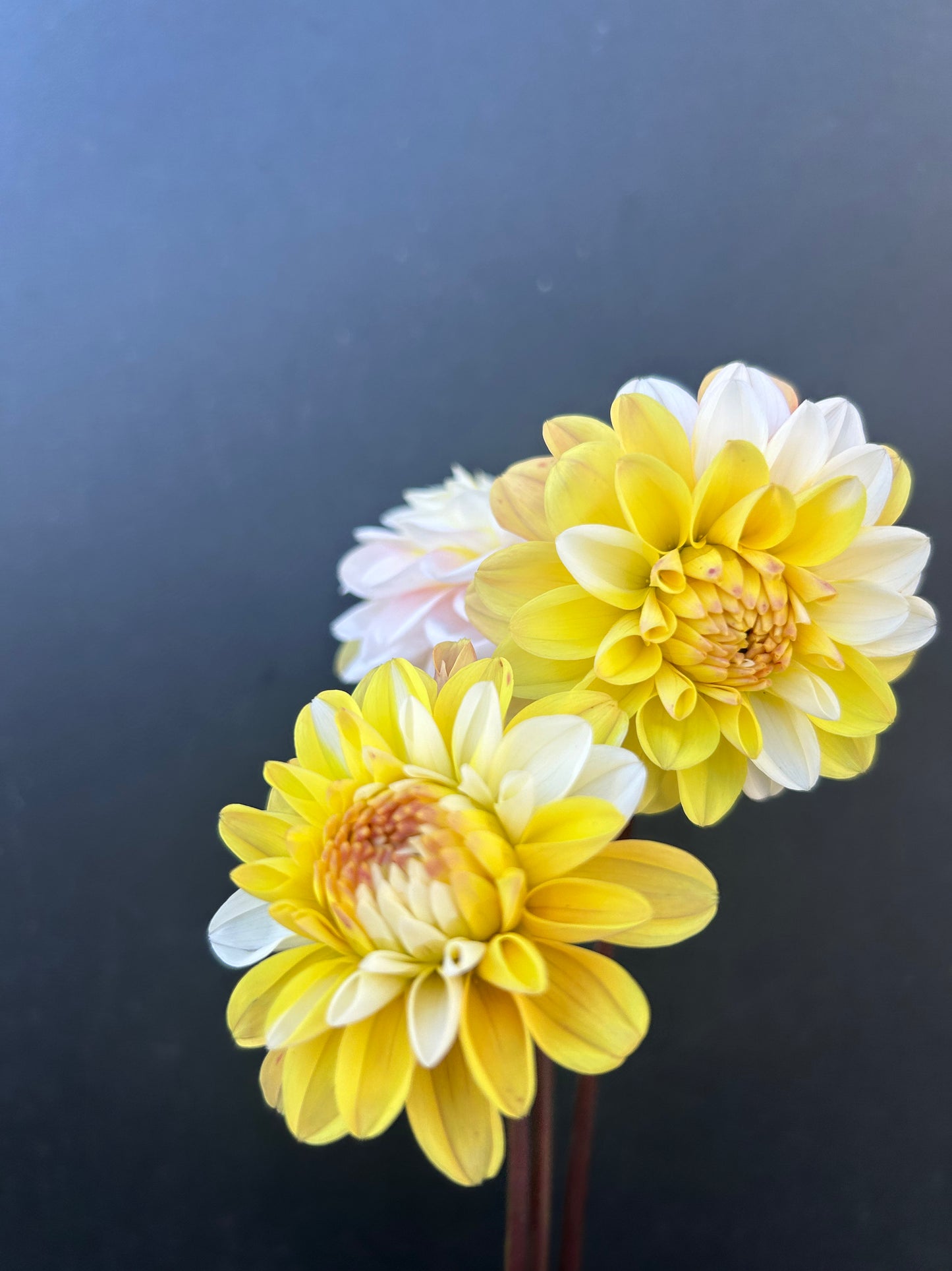 Dahlia Tuber: Double Jill
