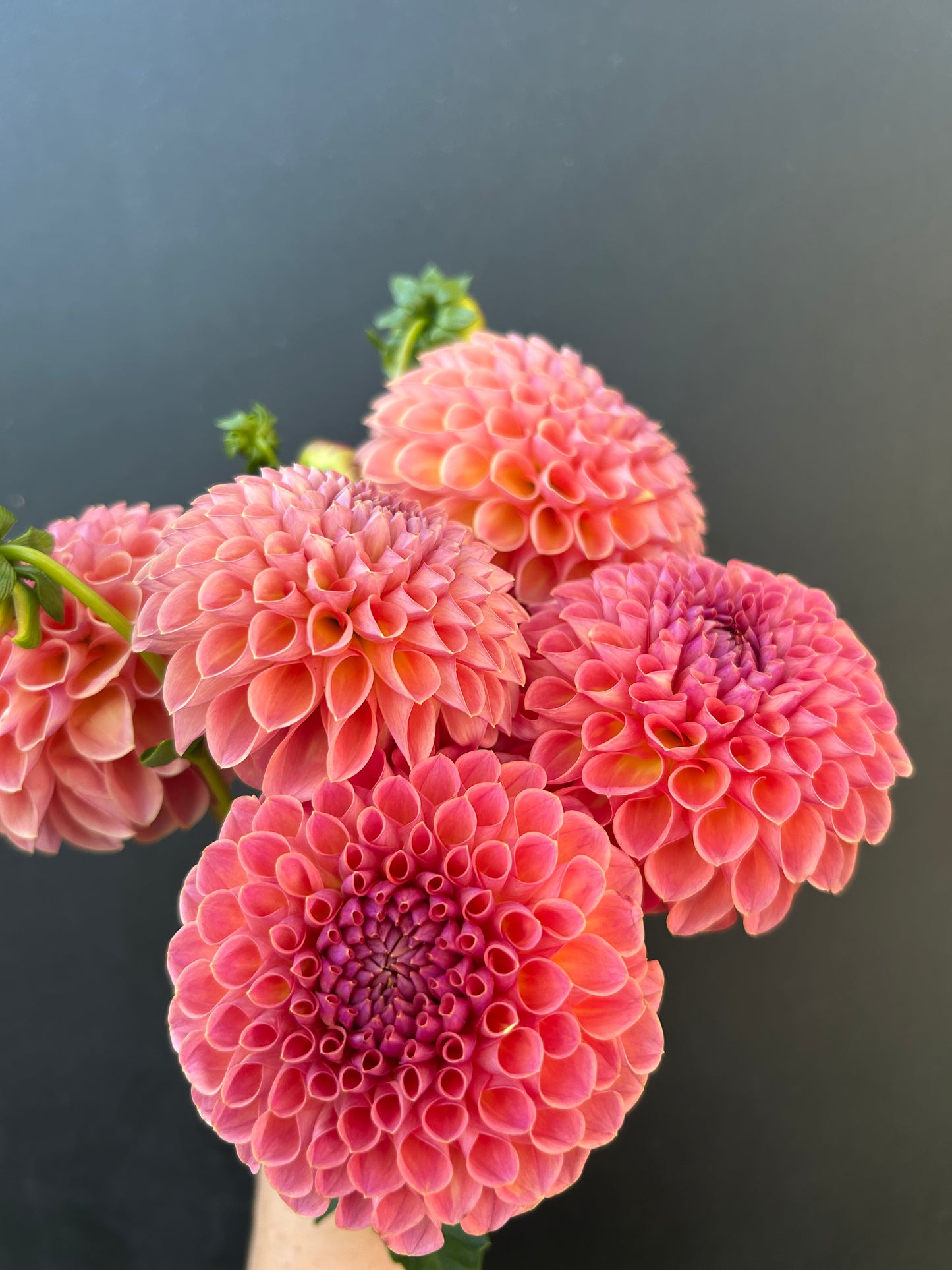 Dahlia Tuber: Jowey Winnie