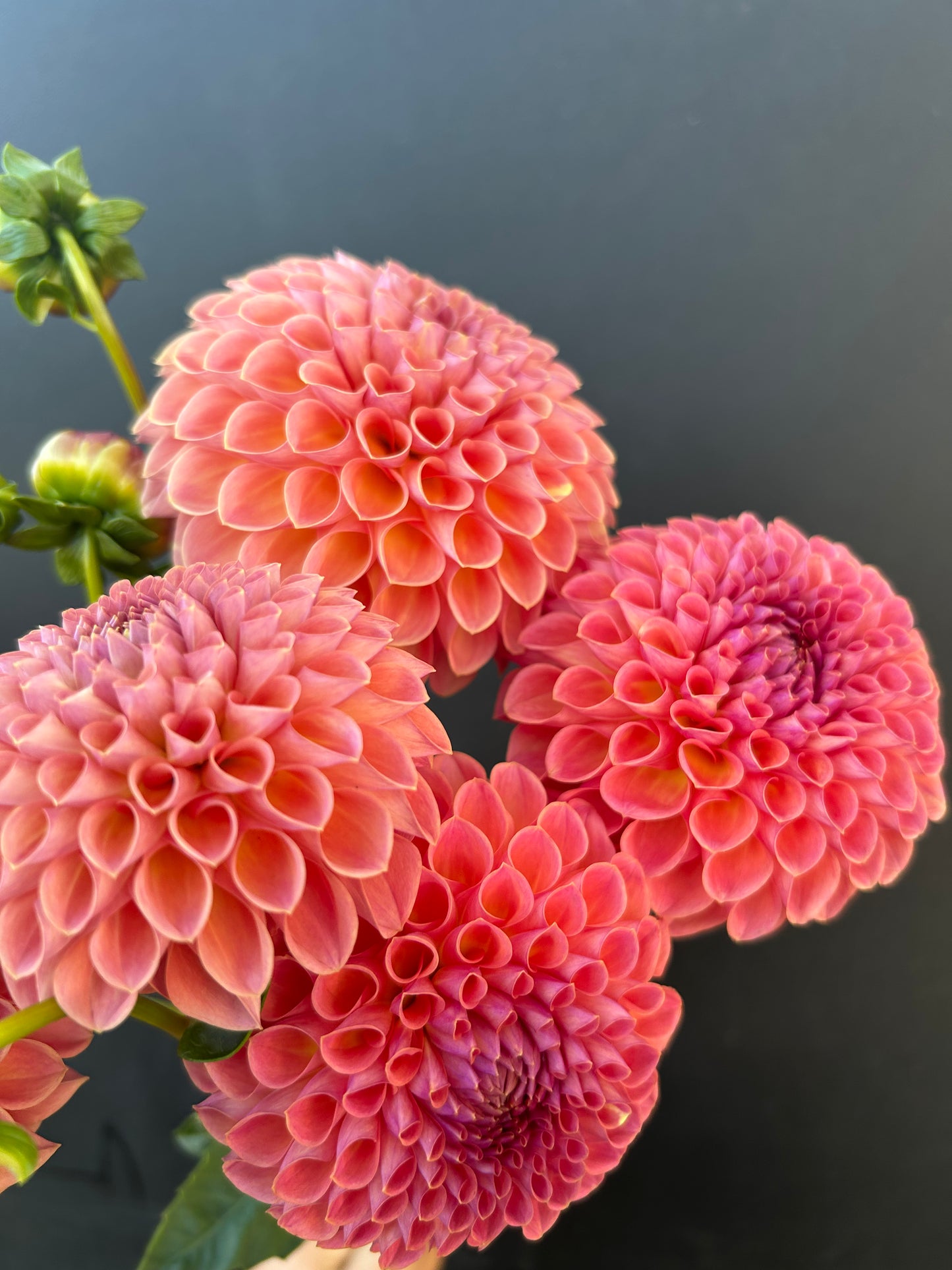 Dahlia Tuber: Jowey Winnie