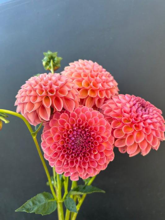 Dahlia Tuber: Jowey Winnie