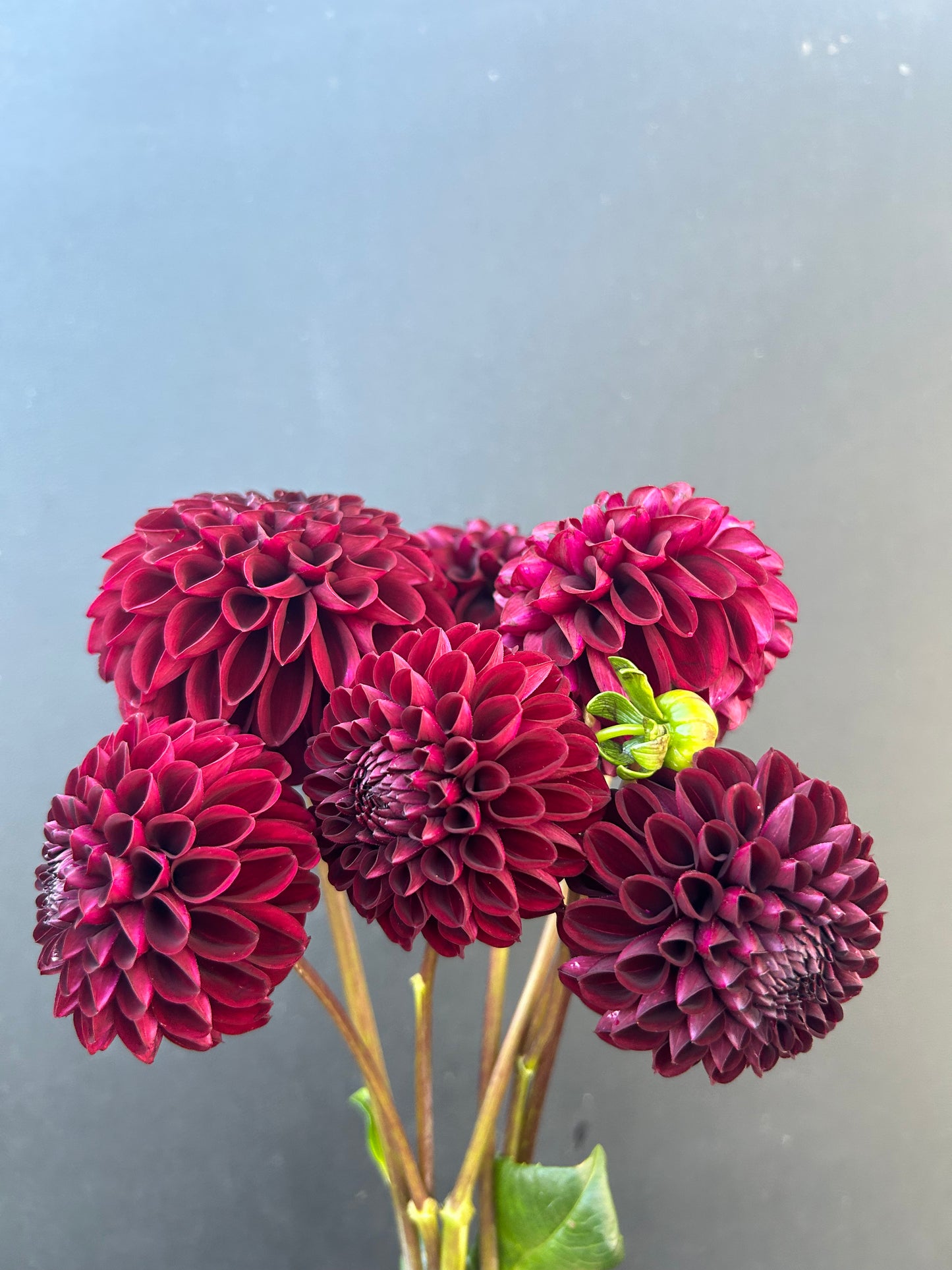 Dahlia Tuber: Rural Doc