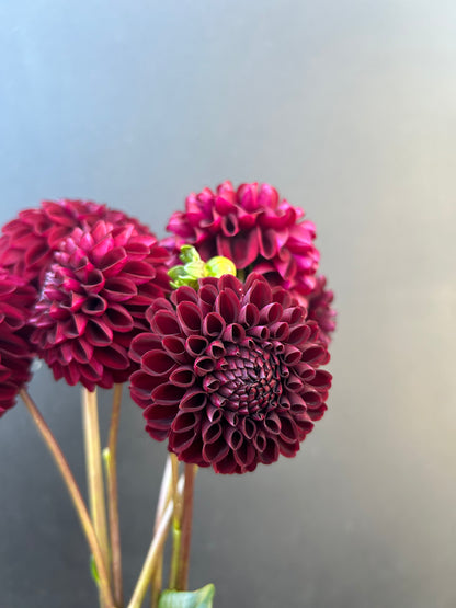 Dahlia Tuber: Rural Doc