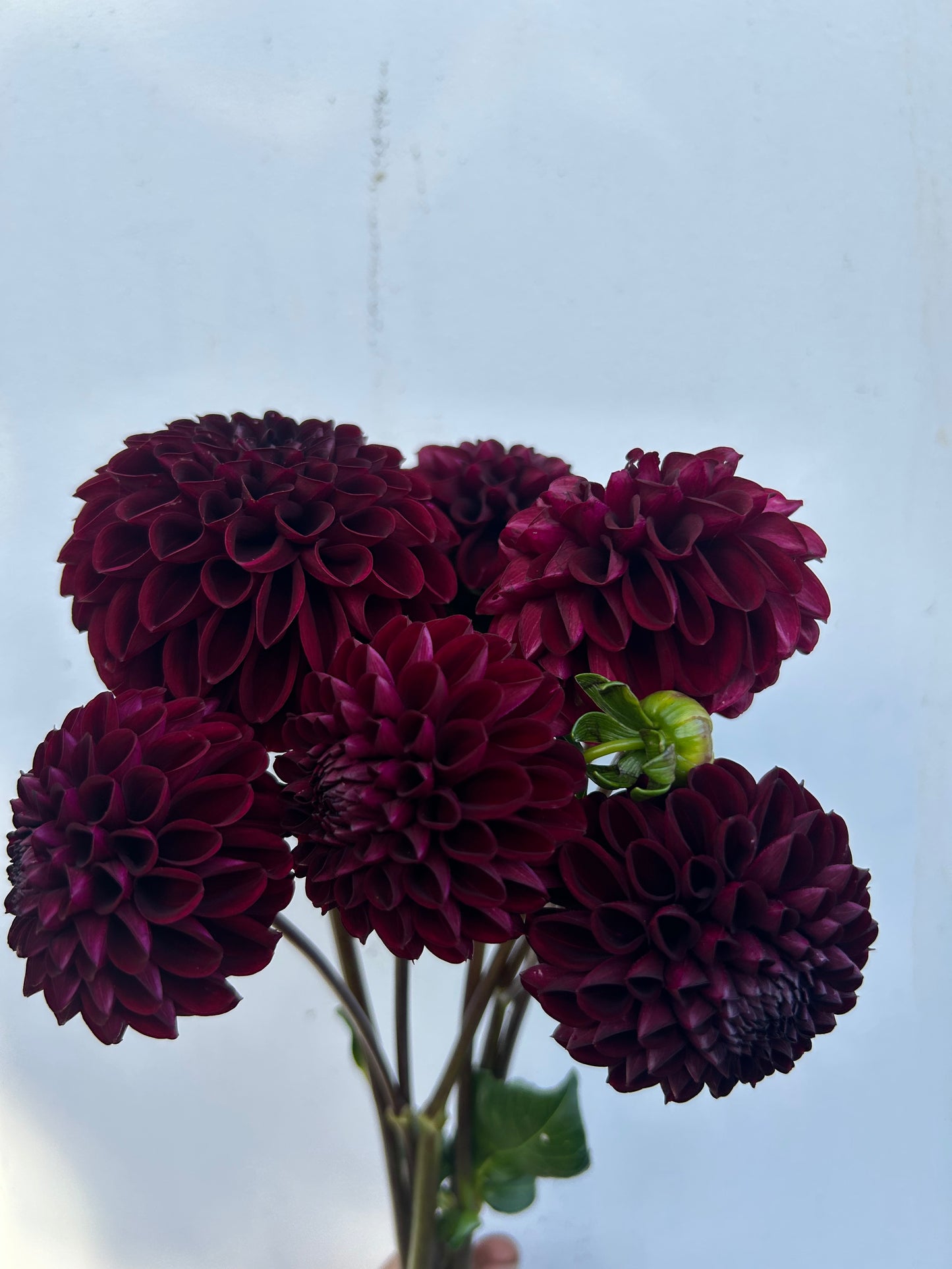 Dahlia Tuber: Rural Doc