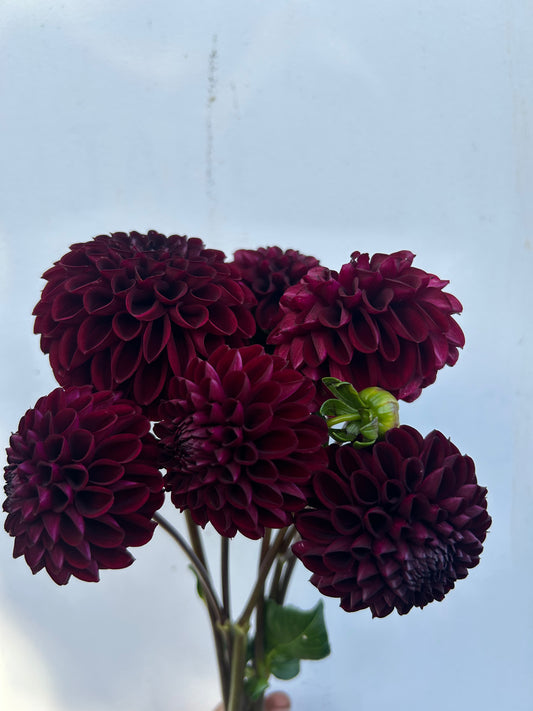Dahlia Tuber: Rural Doc