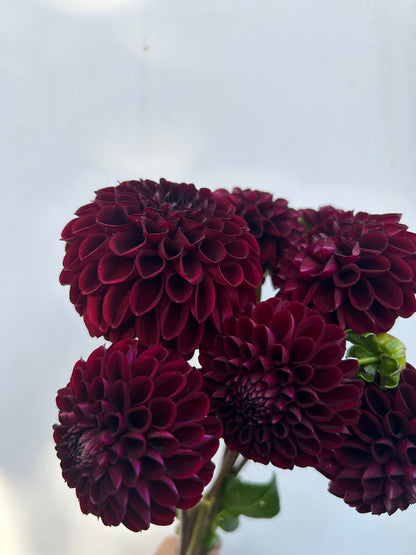 Dahlia Tuber: Rural Doc