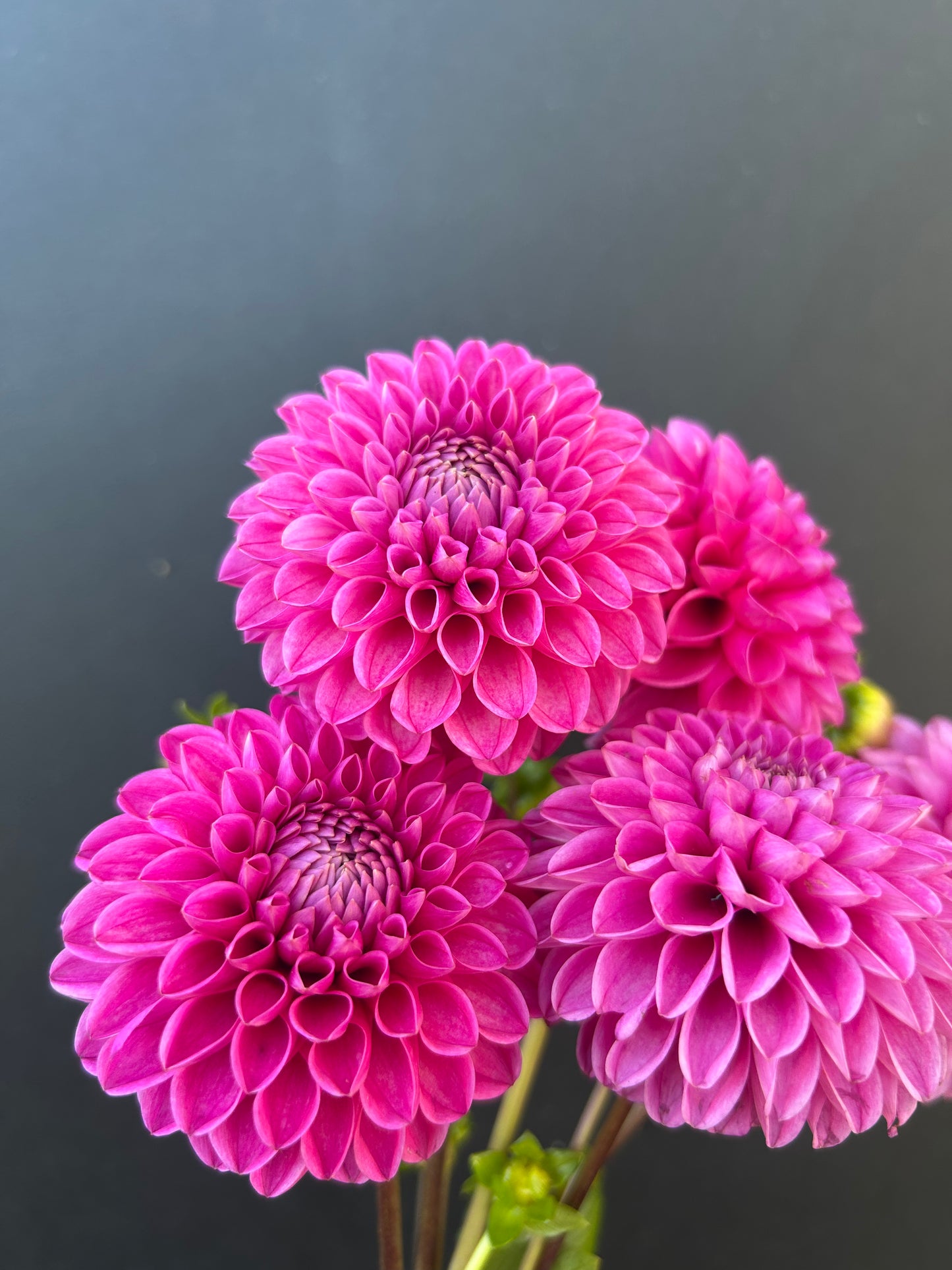 Dahlia Tuber: Marys Jomanda