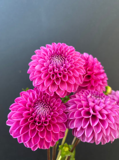Dahlia Tuber: Marys Jomanda