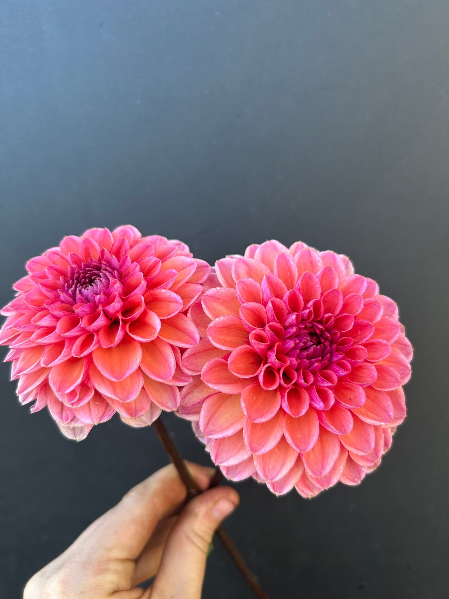 Dahlia Tuber: Daisy Duke