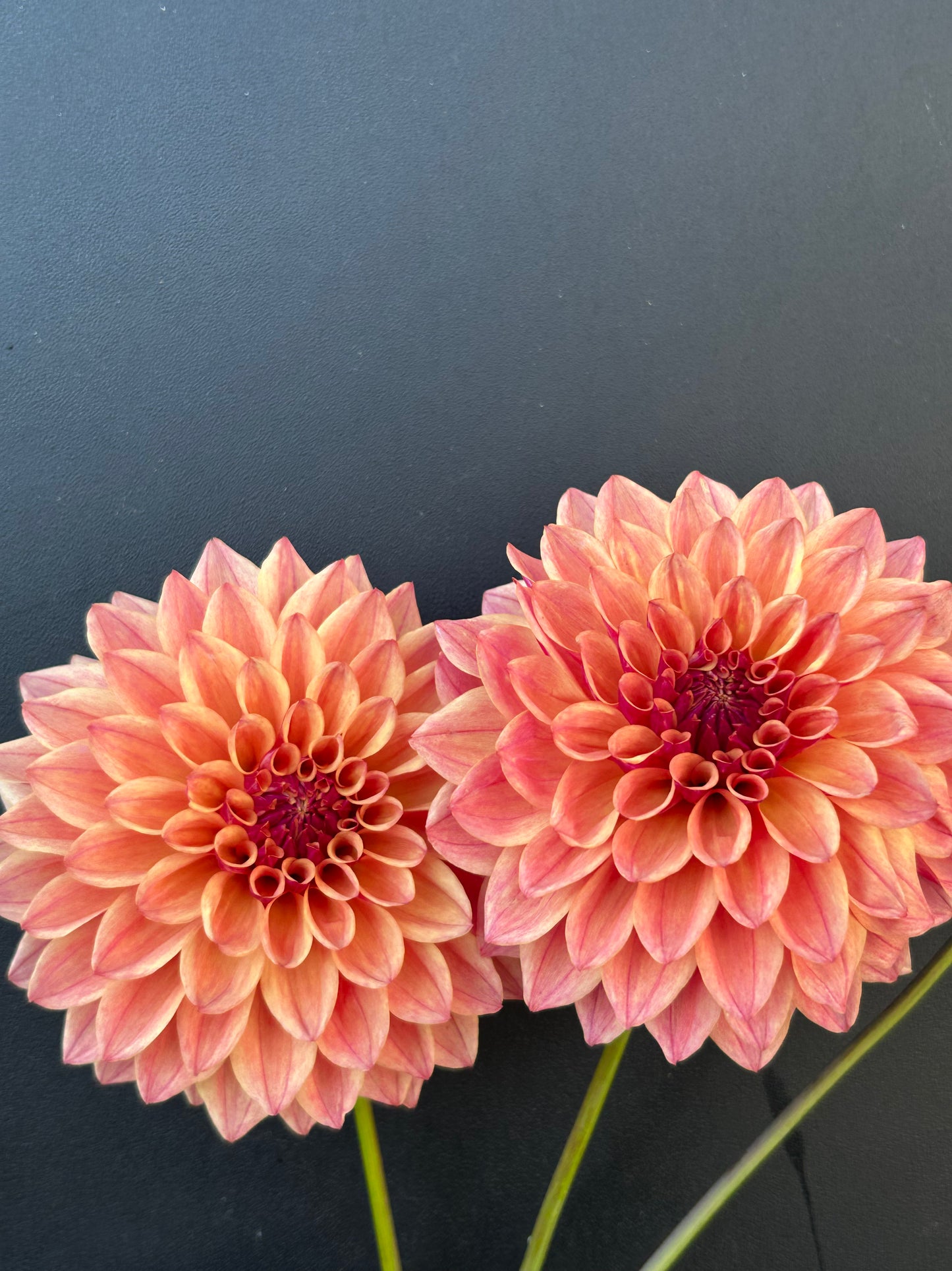 Dahlia Tuber: JCs Afterglow