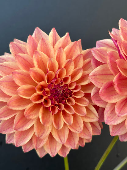Dahlia Tuber: JCs Afterglow