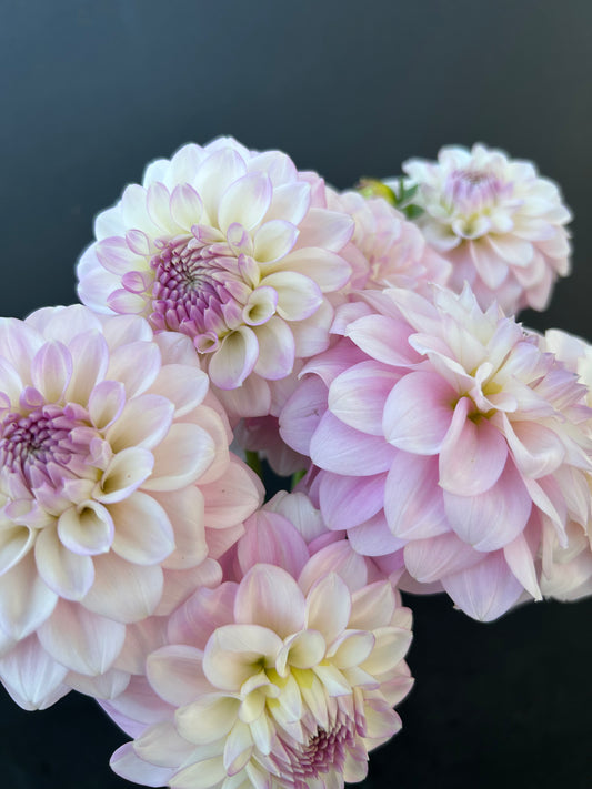 Dahlia Tuber: Janicks Symphony