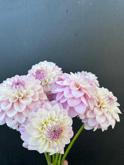 Dahlia Tuber: Janicks Symphony