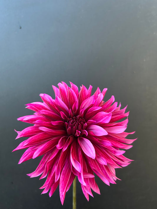 Dahlia Tuber: Tanita