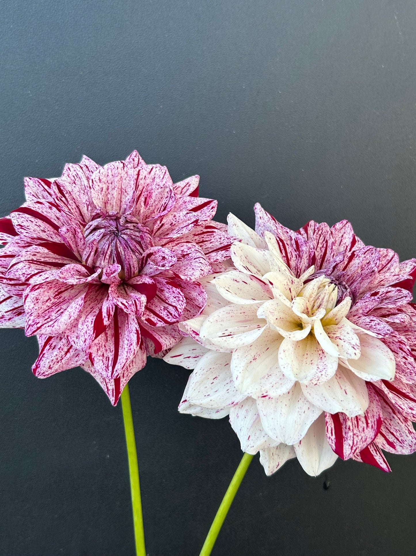 Dahlia Tuber: Fern Ridge Painted Lady