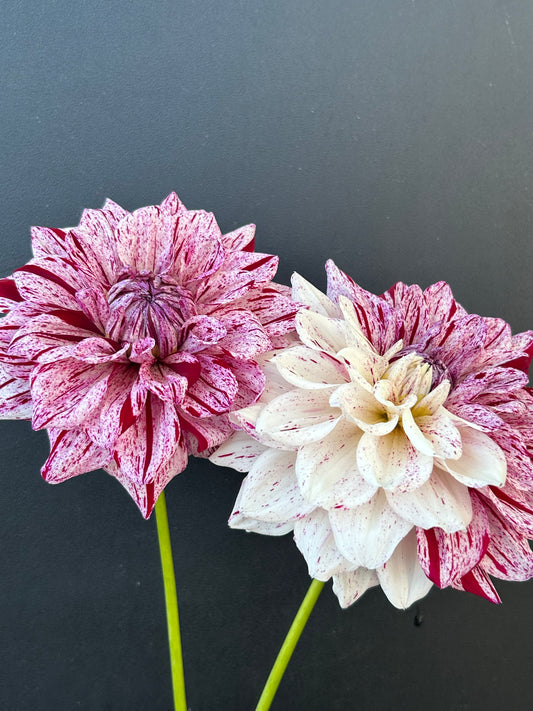 Dahlia Tuber: Fern Ridge Painted Lady